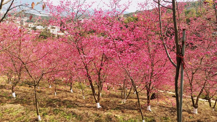 良山樱花园