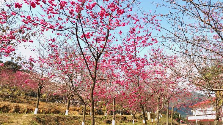 初春时节，万物复苏！英都良山樱花观赏园登入央视