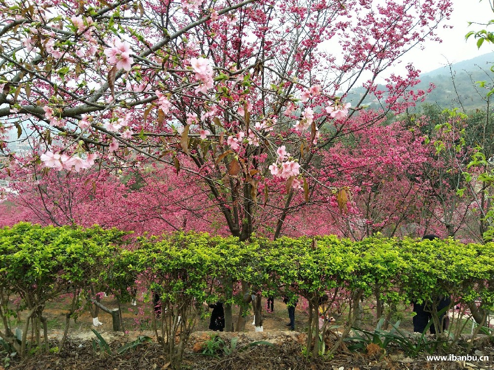 坂埔古厝良山樱花园