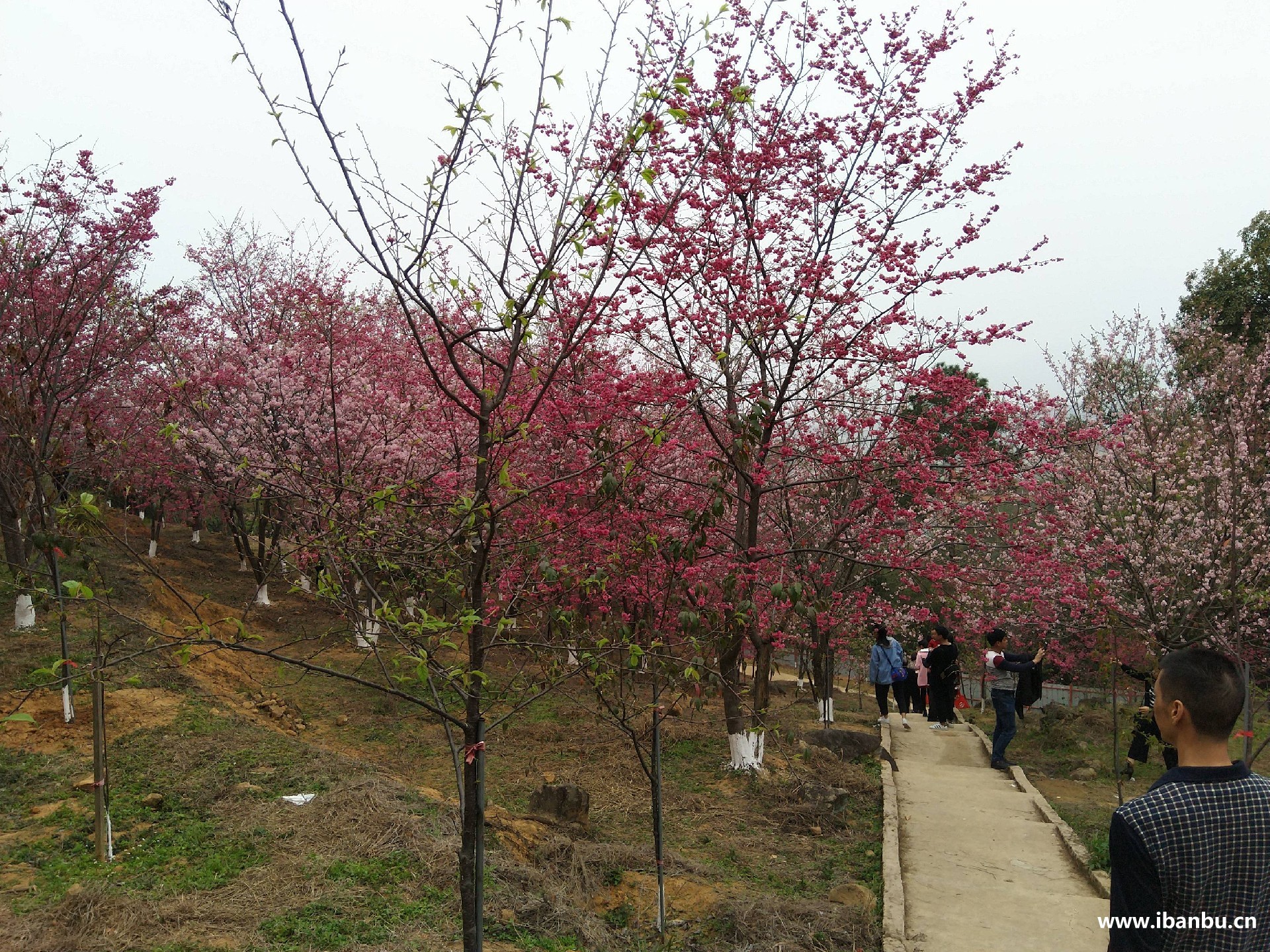 良山坂埔古厝樱花园