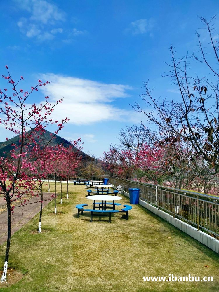 良山樱花园