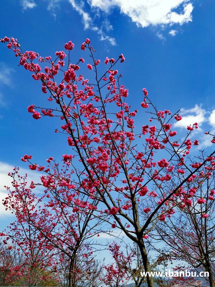 良山樱花园