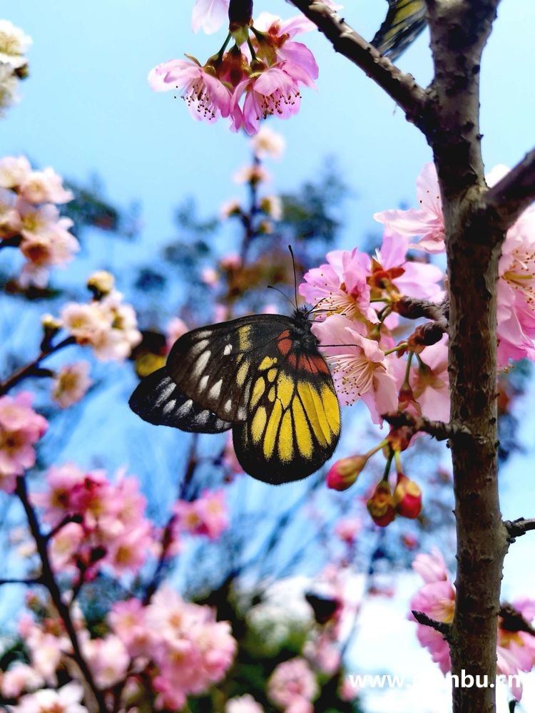 良山樱花园