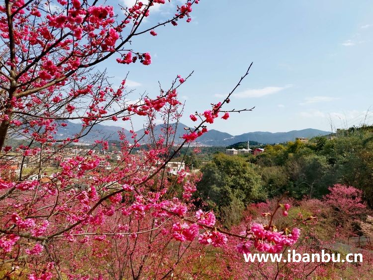 良山樱花园