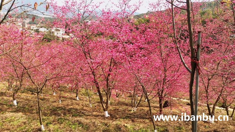 良山樱花园