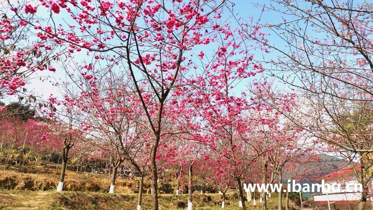 良山樱花园