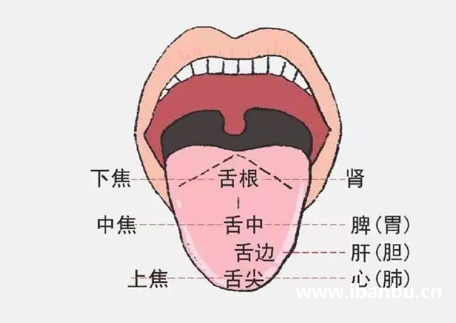 辨体质常见的舌象，如何从舌头看出来呢?