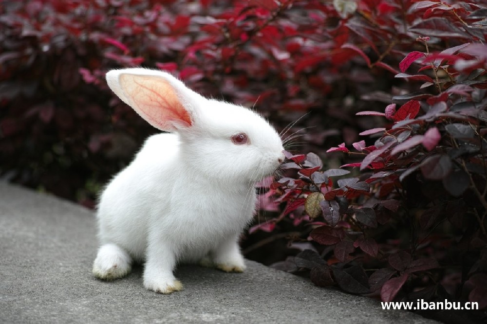我家的小白兔